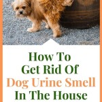 How To Get Dog Pee Smell Off Patio