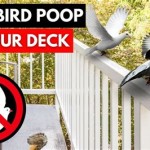 How To Stop Birds From Pooping On My Patio