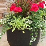 Patio Plants In Pots Ideas